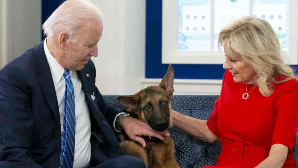 joe biden kicking dog (2)